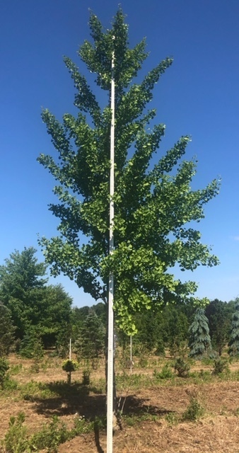 Excited we helped a happy customer fulfill a 70 6"-10" Ginkgos order. That's right, 70 6"-10" unicorns! Are you chasing impossible-to-find items? We've built the most extensive plant network in the country. If it's out there, we can help you source it. ow.ly/Nj0S50MZQ6z