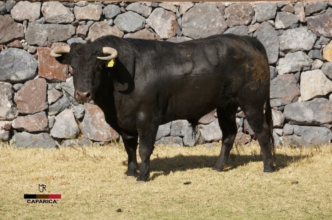 Estos son los novillos de Caparica a lidiarse el próximo 25 de febrero en la Florecita  en el festival homenaje a Julio Esponda.
Serán lidiados por Arturo Saldívar y Sergio Flores
¡No faltes!
VENTA DE BOLETOS EN TAQUILLAS DE LA PLAZA A PARTIR DE MAÑANA JUEVES!!! 
<a href="/rovimi/">@rovimi</a>
