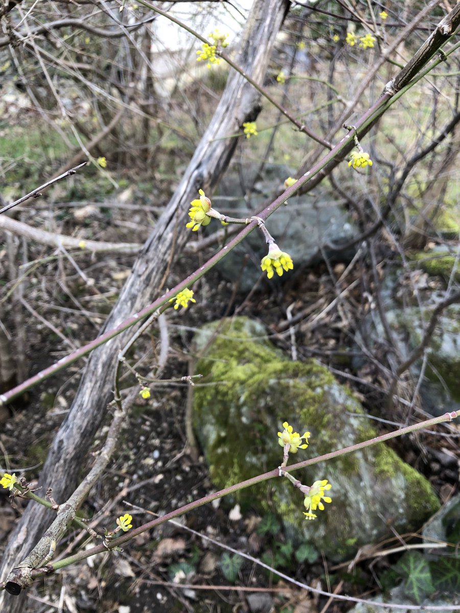 EvaGlattau's tweet photo. Der Dirndlstrauch (Kornelkirsche) ist einer der ersten Blüher im Jahr und damit eine wichtige frühe Insektenweide. Die reifen Beeren schmecken nicht nur vielen Tieren, sondern auch uns – als Marmelade und Schnaps. #Frühblüherchallenge 2023 https://t.co/vpkmHQnlqJ