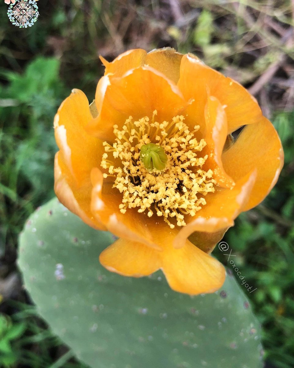 xoxocayotl's tweet photo. Cuando se trata de belleza las #Flores del #Nopalli no tienen comparación 🌸
Así entendemos cómo originan a un #Fruto tan delicioso como las #Tunas 🍓
Esta es la variedad #Silvestre que contiene un reservorio #Genético invaluable 🌵
Un tesoro que debemos cuidar
#NuevaFotoDePerfil https://t.co/UKPzqOPnjK