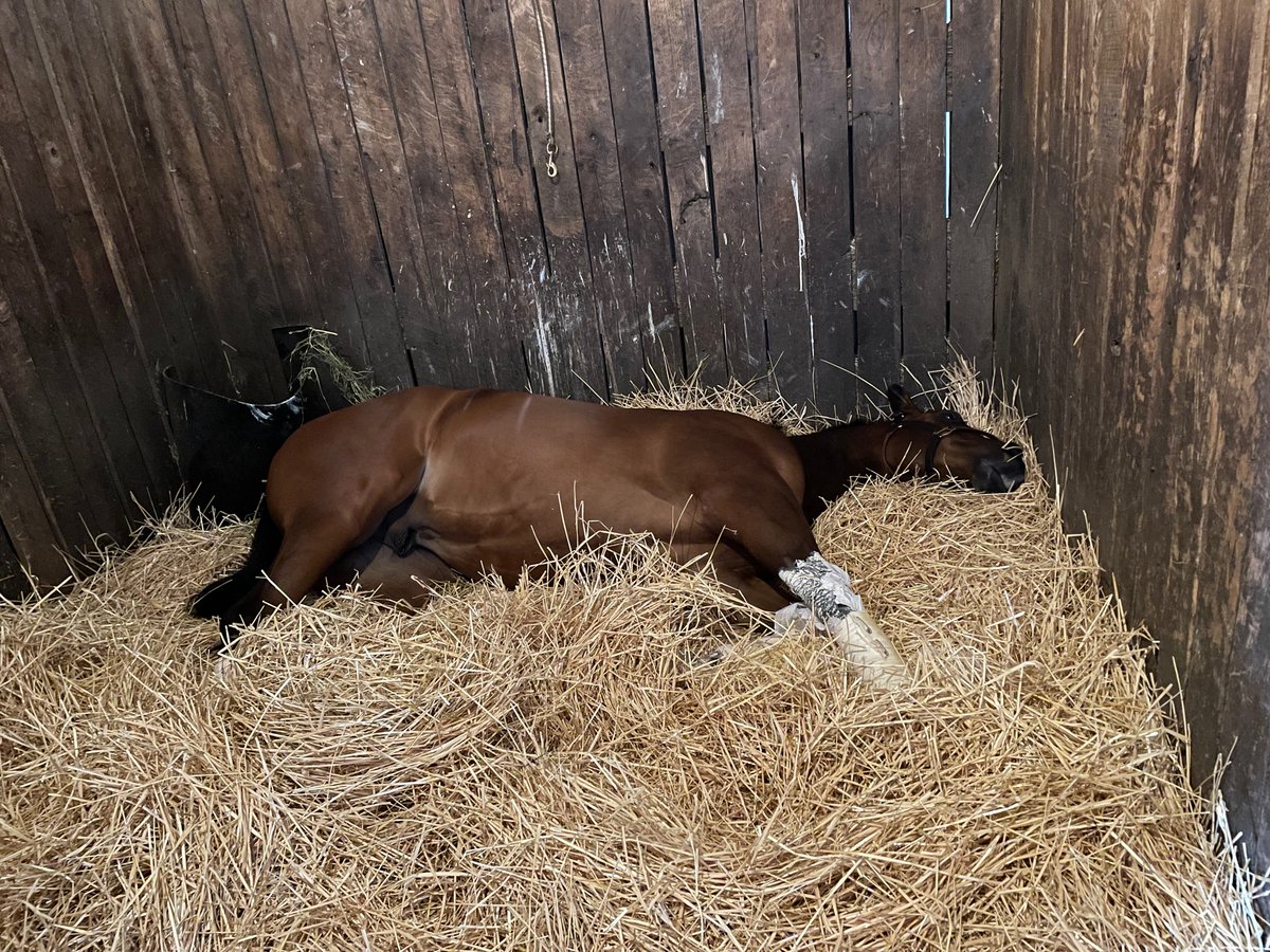 Roy65801924's tweet photo. Battling bailiff is resting for tomorrow Race at turfway park @hella56 @EliotH77 https://t.co/zoX3O2EQjp