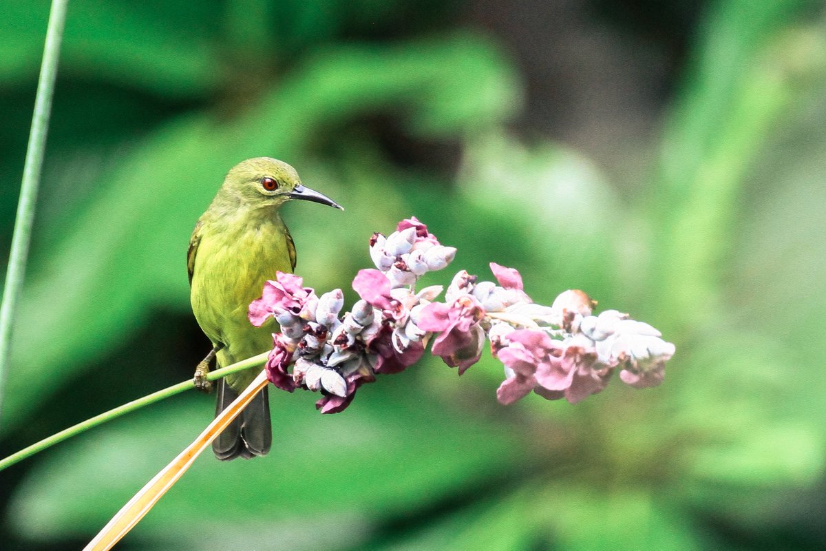 Revive_Restore's tweet photo. Exciting news! Our 2021 #IntendedConsequences special issue in Conservation Science and Practice has surpassed 🧬 130 CITATIONS 🧬 We are thrilled to see the impact of our work in the scientific community! See: https://t.co/6ppWLqzAeU #specialissue #citation #reviverestore https://t.co/Ds8gfJgqOd