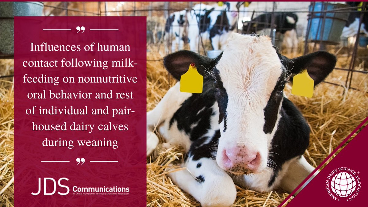In a recent study appearing in #JDSCommunications,  @ekmillerc from @uf_ansci shows that five minutes of human company—and neck scratches—may help reduce stress and improve well-being for weaning dairy calves.

ow.ly/uyEL50MYK7w