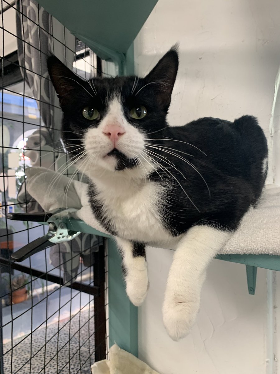 langefoundation's tweet photo. Dylan is a friendly and outgoing cat who is super talkative and affectionate. He rolls around for belly rubs and is just the best boy. https://t.co/2igNMLh3kc