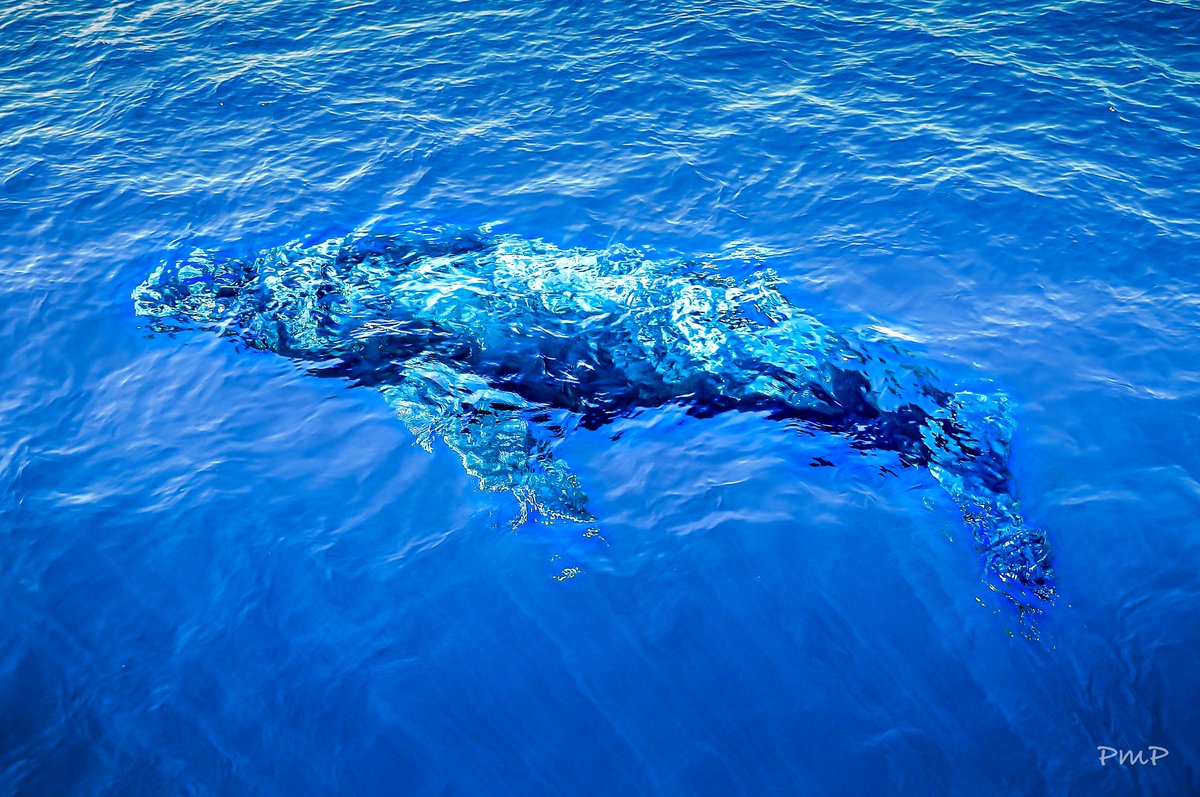 PeterMortifee's tweet photo. #ReflectionsOnWellbeing | “We breathe the same air, while common water flows through both our beating hearts.”
My next in a series, in partnership with @TheWellbeingP
#wellbeinginspireswelldoing #wellbeing #thewellbeingproject #socialchange #photography #whale https://t.co/fHn4f0scO7