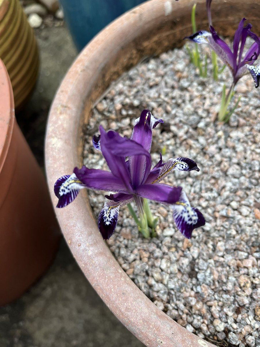 lovethe109's tweet photo. @FarmerGracy iris ‘spot on’ starting to come up and brighten the grey days ❤️🪴 https://t.co/OQRmVftJOB