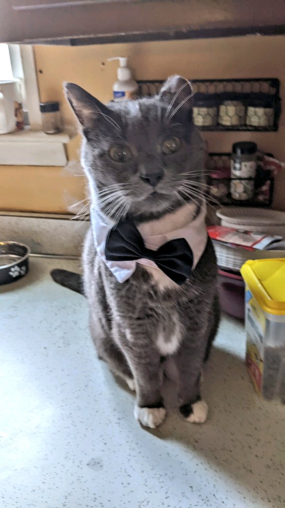 BootieDaCutie's tweet photo. Doez any of mine furfriends think I iz lewks dapper in mine tuxedo? 🤵‍♂️😻😼

#CatsOfTwitter #cutecats #cuteanimals #tuxedocats #fivcatsclub #whiskerswednesday #wednesdaythought https://t.co/hXImyybsdO