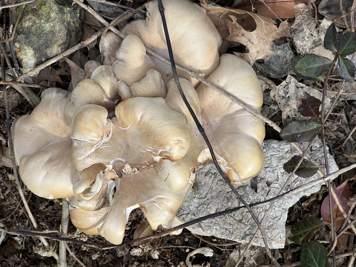 TNdigsgarden's tweet photo. #fungi      Growing on the stump of the hackberry. Looks like lunch for a critter https://t.co/OwYKtpN28o