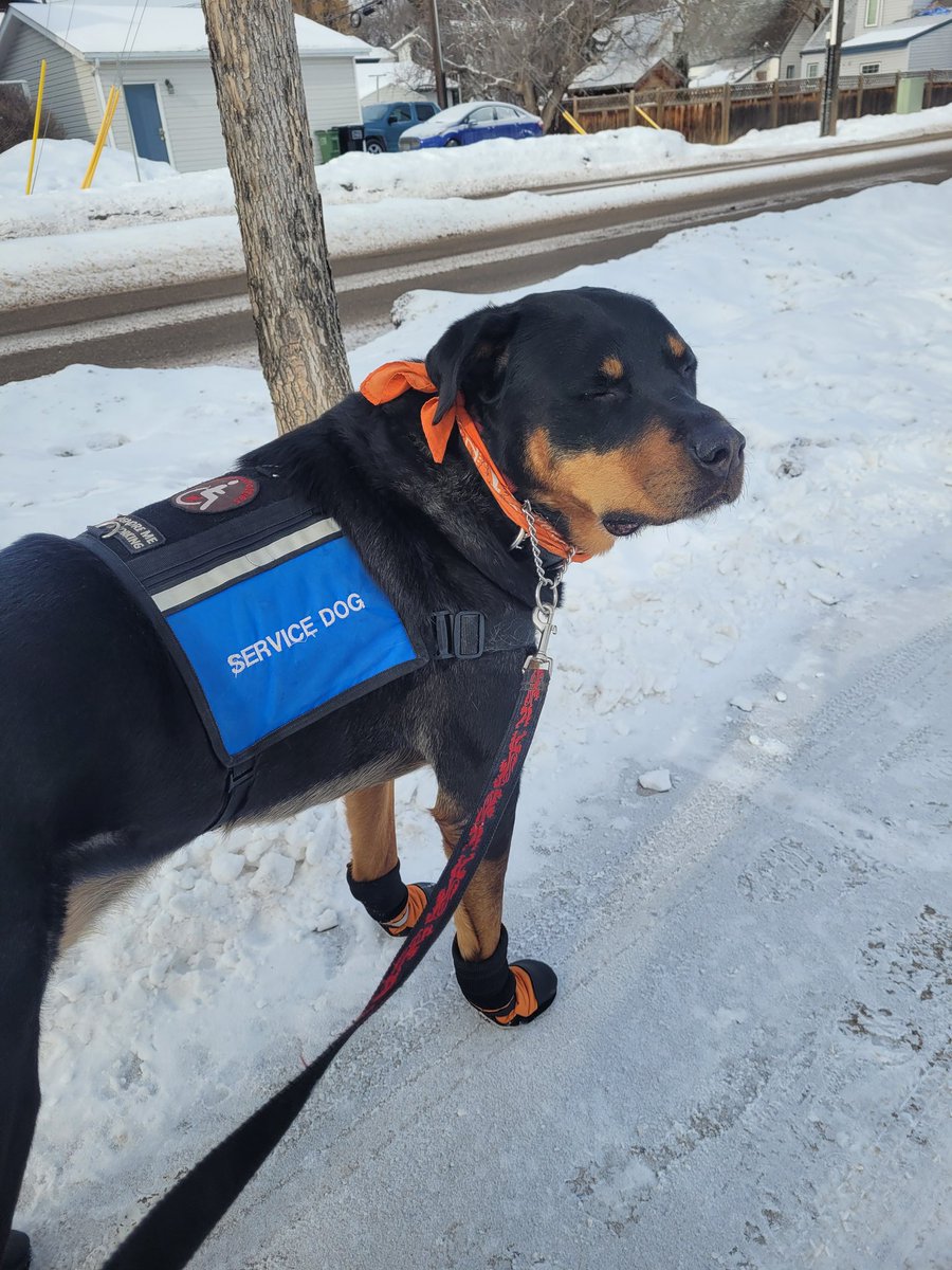 servicerotties's tweet photo. Cold weather will NOT stop an essential trip to the butcher shop. 

#DogsOfTwitter https://t.co/8vfrn6K2n2