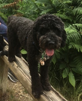 millypod1's tweet photo. 🆘22 FEB 2023 #Lost ROLLO #ScanMe #Tagged
Black /White Chest Cockerpoo Male
Lightwater Country Park #Lightwater #Surrey #GU18  
Wearing Blue Harness, and bells on collar. Tagged with owners full details. Was on a walk from home, no car journey.
https://t.co/EYtAKK9bb8 https://t.co/14hN5g8GWL