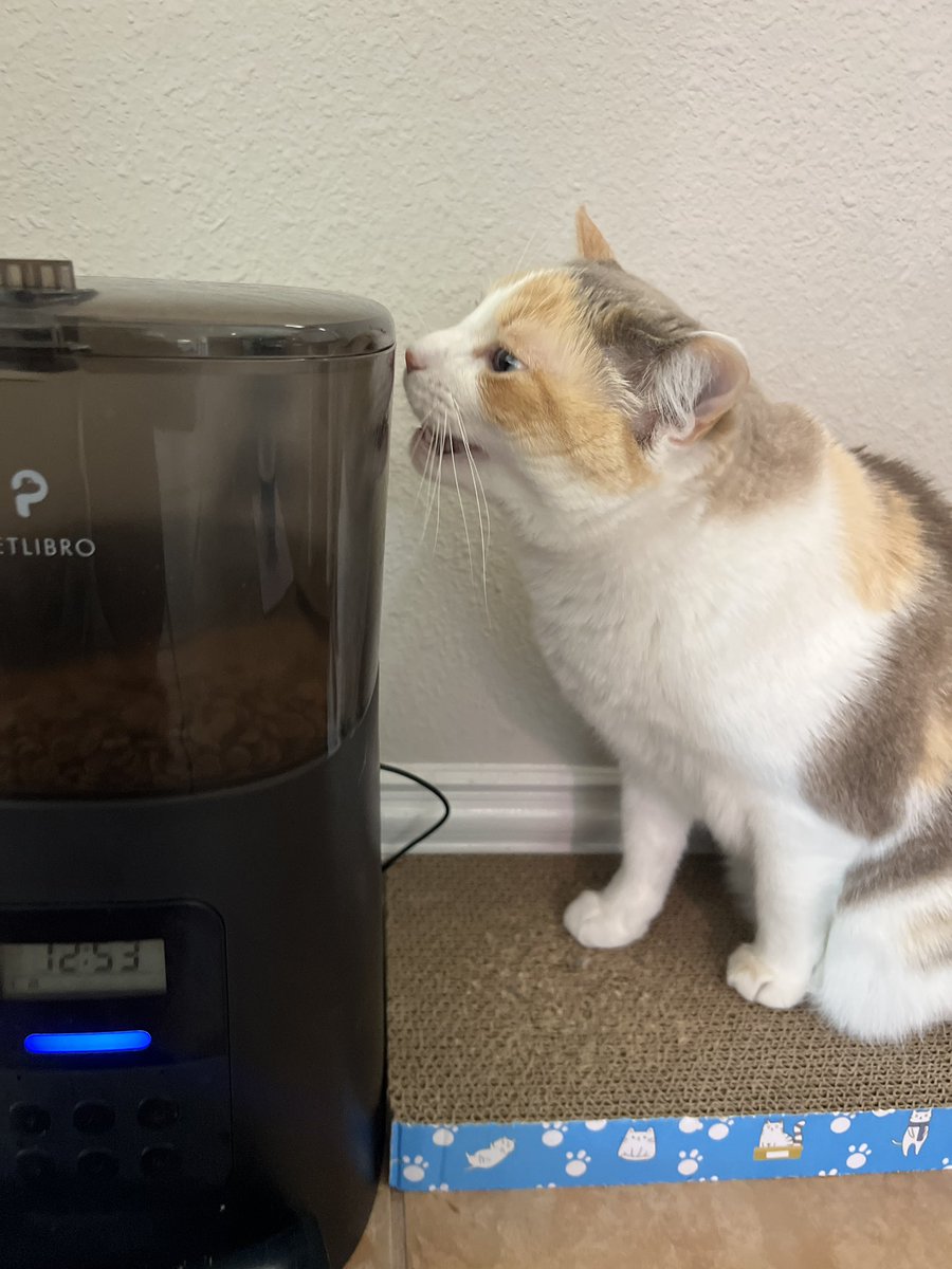 fatfatpankocat's tweet photo. Monch https://t.co/DIF7agM8d3