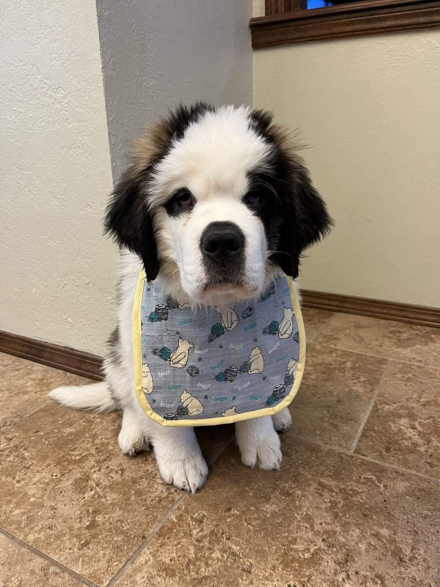 FoxFvck's tweet photo. Gwen drools an excessive amount so now she wears cute little bibs we can wipe her mouth with 🥹 https://t.co/djh5mAxtZa