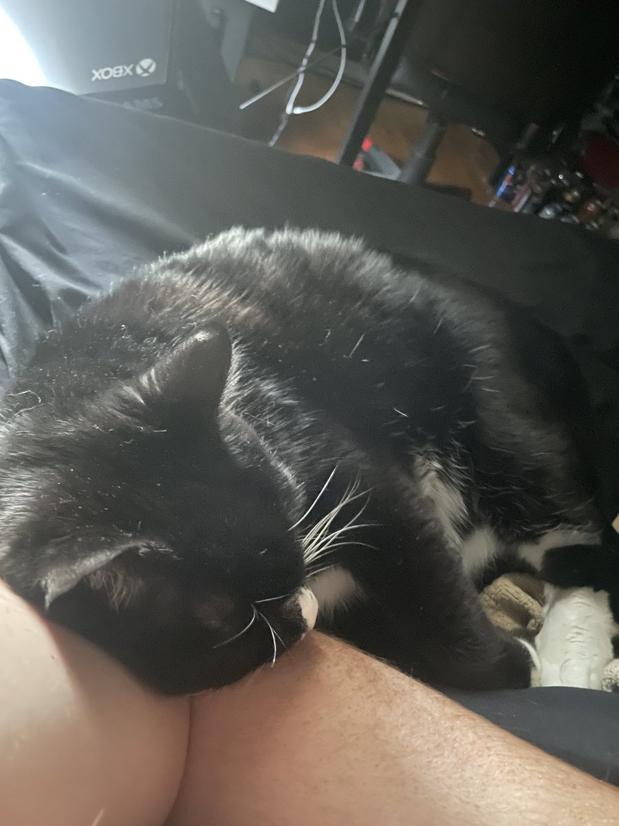 geldof_6's tweet photo. @VanillaMilkNSFW Sleepy kitty hopes it all goes smoothly. https://t.co/67YWibTYWQ