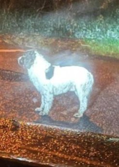 bs2510's tweet photo. #SpanielHour
BILLY Male #EnglishSpringerSpaniel Liver & White
#Found 15 Feb 2023 Wandering in #Clara #CoOffaly #Ireland
Chipped to #Wexford name of Billy. Contact number not answering. Please contact Offaly County Council Dog Shelter if this is your dog
https://t.co/xFqRgKj9Vm https://t.co/rAM8fHbSrd