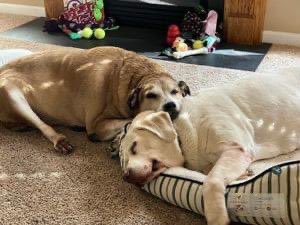 BrooklineLabs's tweet photo. #RESCUERIDE - 10-year-old Ariel &amp; 11- to 12-year-old Zoey came into Brookline foster care over the weekend. Please welcome this senior bonded pair to Brookline and keep an eye on our website to learn more about them.

#fosteringsaveslives https://t.co/vYh14Mo9n3