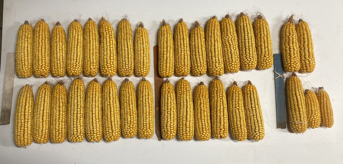 joestephan_corn's tweet photo. Still working with emergence studies from last year.  Down to my last location.  1st to emerge, 12 hrs later, then 24 hrs later.   Data coming soon! https://t.co/stJxlbPxog