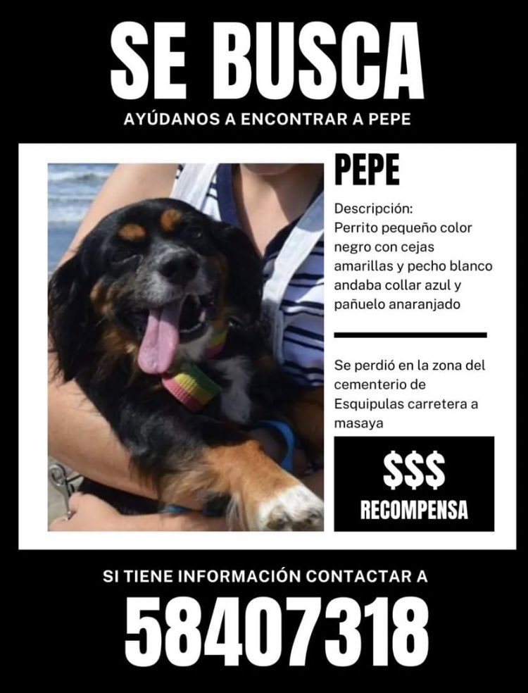 sosfirulai's tweet photo. ๐๐๐๐๐๐๐๐๐๐๐๐ AYUDEMOS A REGRESAR A PEPE A SU HOGAR!! #SOSNICARAGUA #SOSFIRULAI https://t.co/LYsIaNuQ9s