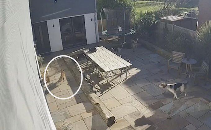ProtectTheWild_'s tweet photo. BREAKING: Horrific and shocking video shows the West Norfolk Hunt chasing and killing a fox in a private garden as the animal tries to escape. https://t.co/cQC4V0eLMN