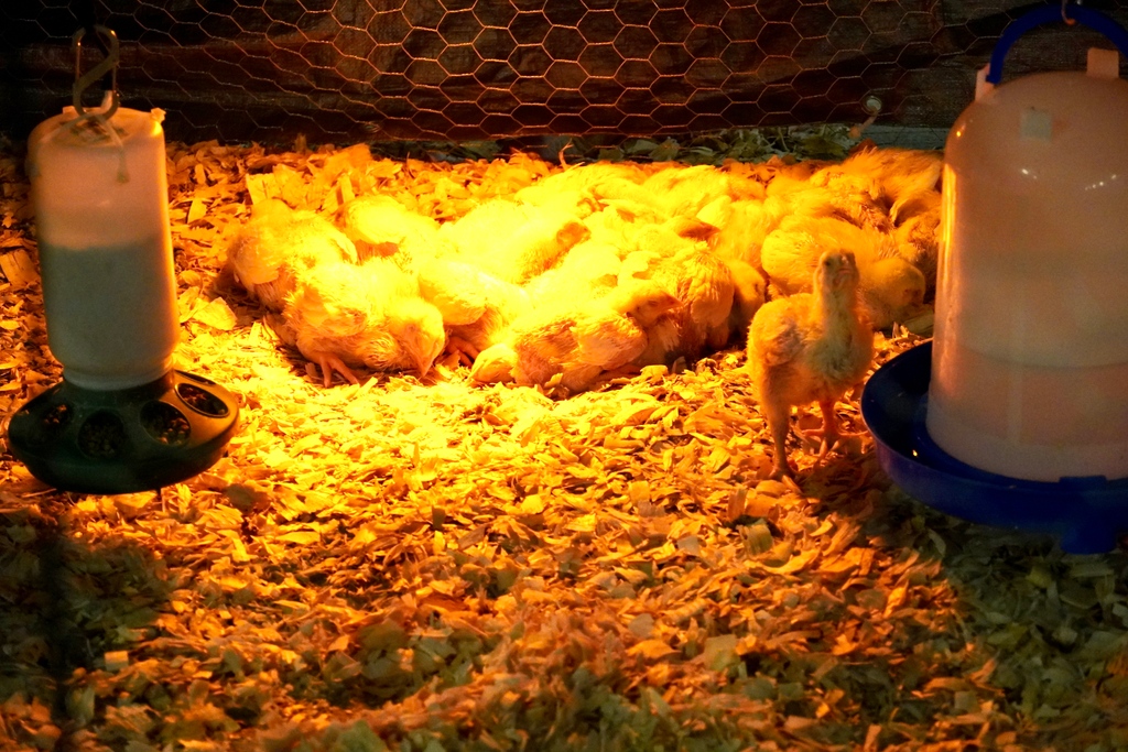 Do you know what you want to do after you finish high school? FFA can help you develop your skills and prepare you for that next step!

<a href="/KellerISDFFA/">Keller FFA</a>

#kcal #kellercenterforadvancedlearning #kisd #kellerisd #CelebrateKISD #CTEinKISD #theKCALconnection #ffaweek