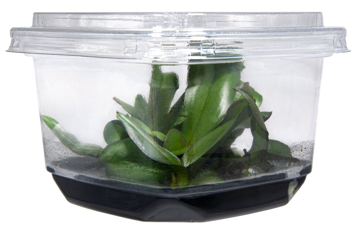 As orchid tissue culture has evolved, there've been changes in the optimal media for various species. Our Orchid Media Selection Guide helps you find the right media for orchids. This is a FREE resource! hubs.ly/Q01D7VrL0
#planttissueculture #planttc #orchids #plantscience