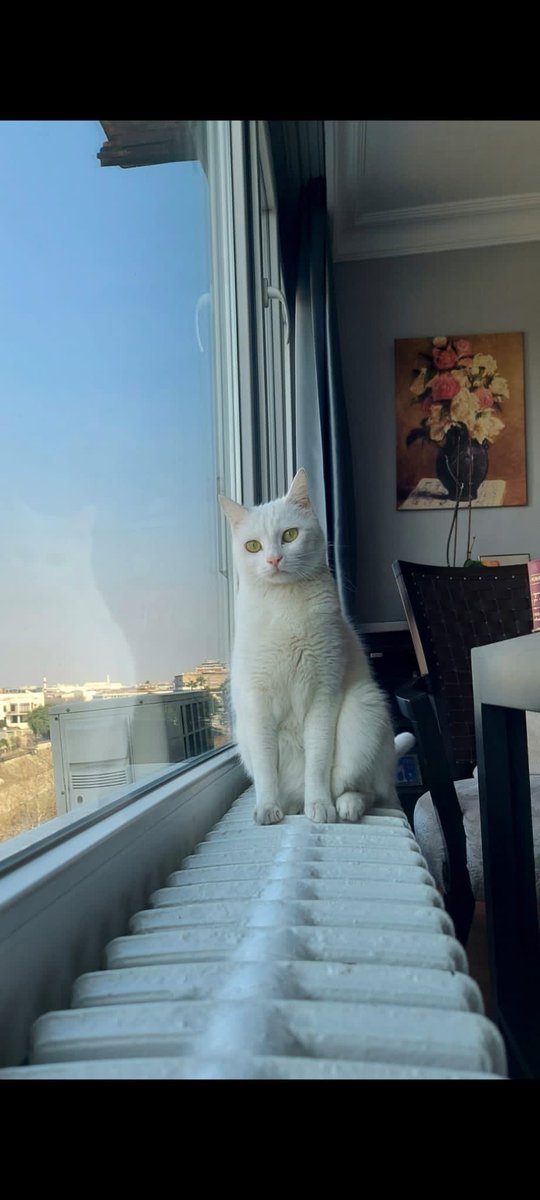 Lütfen yardımcı olun kardeşim depremden 30 saat sonra enkazdan çıktı Antakya Rana apartmanından bu fotoğrafta gördüğünüz kedimiz cherie hala bulamadık enkazda bir tane daha kedimiz var fakat ondan hiç haber alamadık <a href="/HaytapOfficial/">Semtiemt</a> <a href="/mutlupatilerapp/">Mutlu Patiler</a> @pambikpiremses_ <a href="/PawGuardsTr/">Paw Guards | Pati Koruyucuları</a>