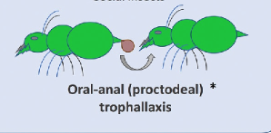 delCampoLab's tweet photo. This symbiotic association with Spirotrichonympha aids the termite in wood-feeding &amp; lignocellulose digestion and has contributed to the expansion of termite niches in terrestrial ecosystems. They are inherited vertically through proctodeal trophallaxis. #MidweekMicrobe https://t.co/C771LrU1Py