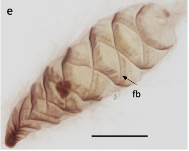 delCampoLab's tweet photo. Spirotrichonympha, is a genus within the Parabasalia Phylum. They are characterized by their spiral rows of flagella and being obligate hind-gut symbionts of lower termites (Figures from Noda et al 2023) #MidweekMicrobe https://t.co/iYTKDcblVz