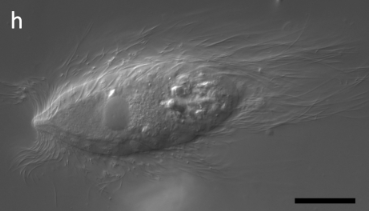 delCampoLab's tweet photo. Spirotrichonympha, is a genus within the Parabasalia Phylum. They are characterized by their spiral rows of flagella and being obligate hind-gut symbionts of lower termites (Figures from Noda et al 2023) #MidweekMicrobe https://t.co/iYTKDcblVz