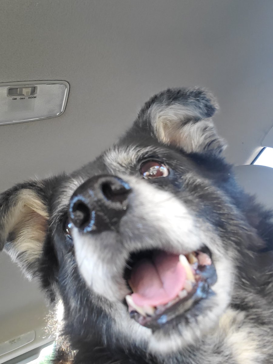 viiaitch's tweet photo. goodbye to my best girl https://t.co/DJyLGviOGw