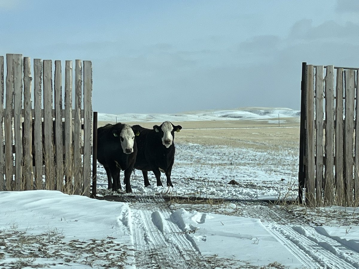 N_Neubauer's tweet photo. “Remember the good ol’ days when we used to storm the feed fence?” #texasgate https://t.co/hpmnXNYRgP