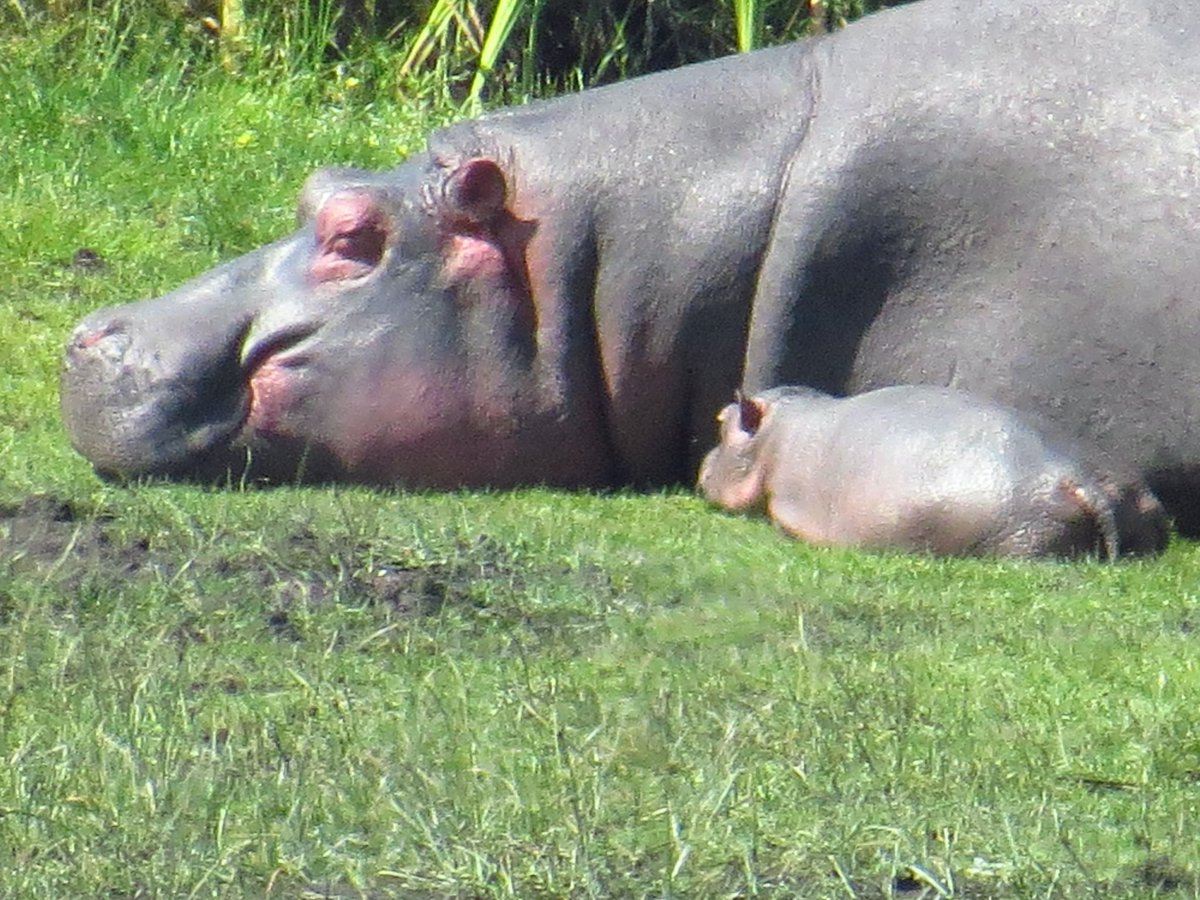 Did you say #Hippo? #ngorongoronationalpark #tanzania #safari
