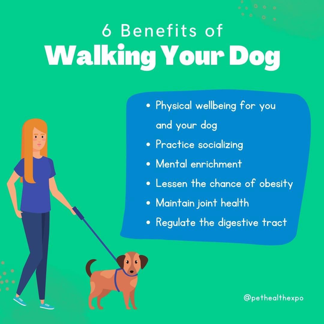 Taking your dog for walks shouldn't just be for potty breaks. Walking your dog has numerous benefits for them (and you too)! Does your dog like going for walks? 🐕 #WalkTheDogDay #PetHealthExpo #PethealthExpoLA #dogadvice #dogtips #doghealth #dogevent #petevent #petexpo