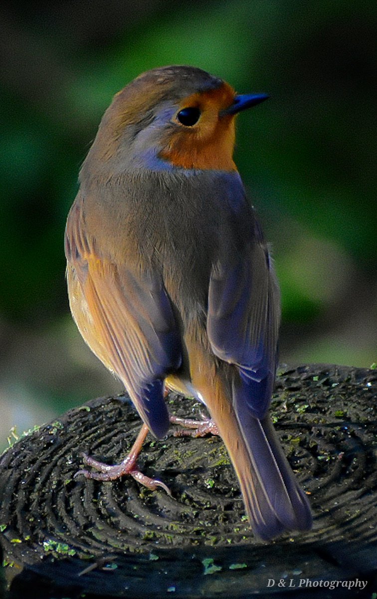 Beautiful Woodland Robin