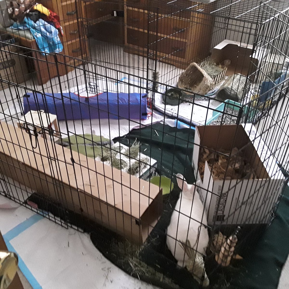 Ebeth's Not So Shiny New Year on Twitter "In bunny news, today the dog