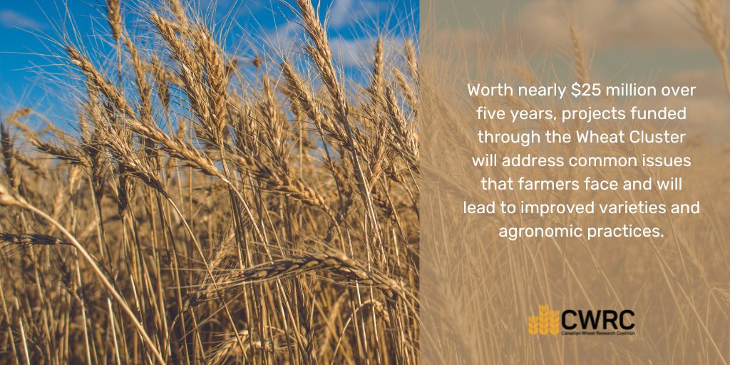 wheat_research's tweet photo. Thank you to our partners! @AAFC_Canada @AlbertaWheat @SaskWheat @mb_cropalliance #SWCDC @westerngrains #WCM #CFCRA @ProdGrainsQC @GrainFarmers @AtlanticGrain @SeCan https://t.co/9GhVkirIJK
