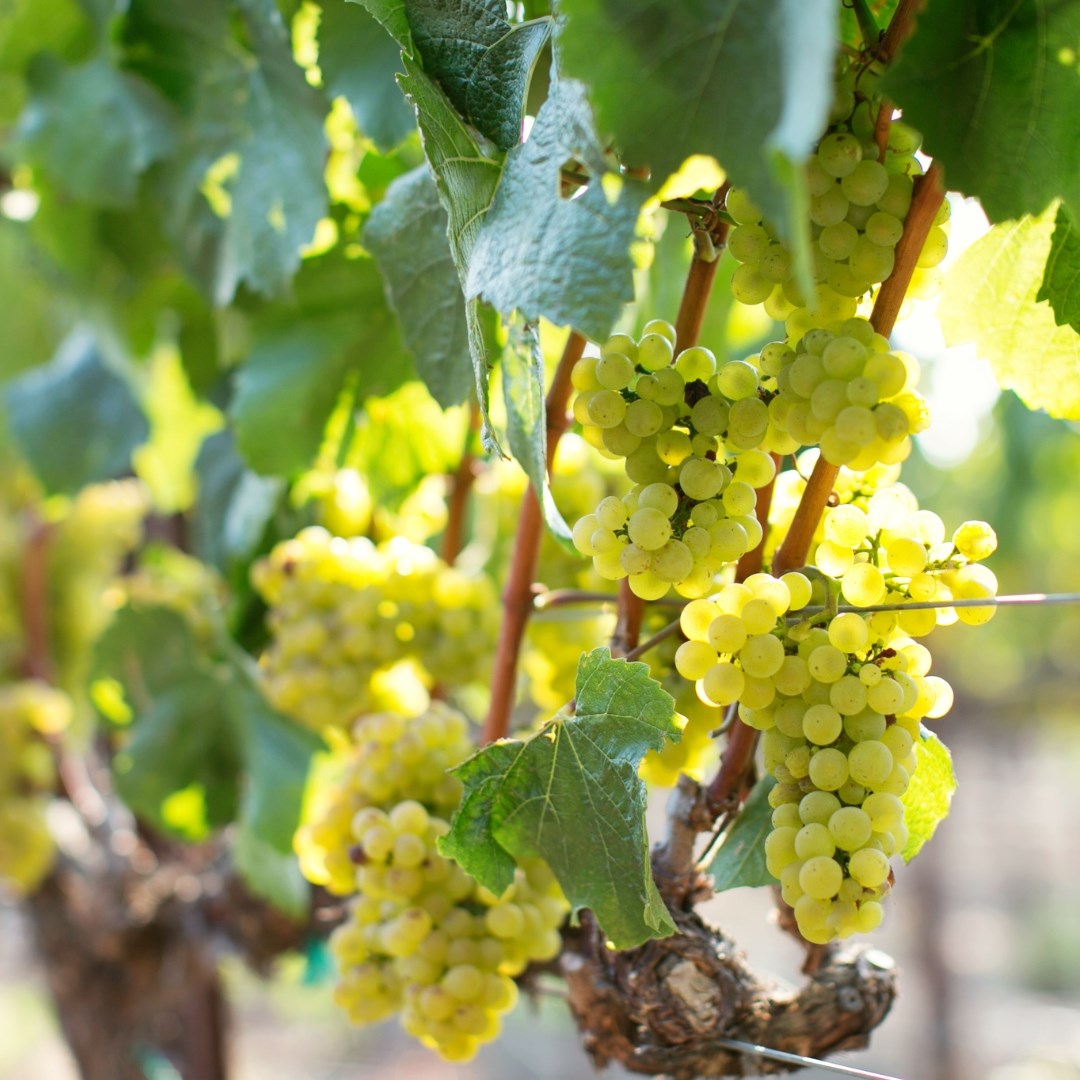 ¿Conoces la uva Chardonnay? 🍇
➡️ Procede de la región francesa de Borgoña.
➡️ Se caracteriza por su pronta maduración y su gran resistencia.

Los vinos 🍷 elaborados con esta variedad destacan por su potencia y frescura. 

#chardonnay #wine #winelife #winelovers #bodegasdelsaz