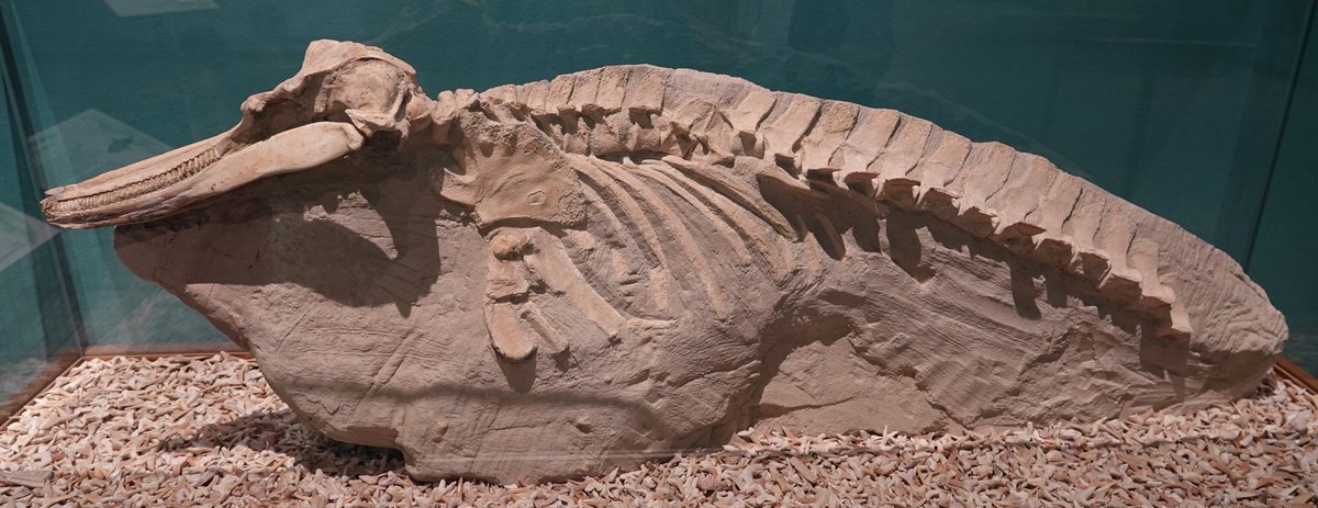 JeremyBRoberts's tweet image. This is a 5 million year-old fossil dolphin from Peru.