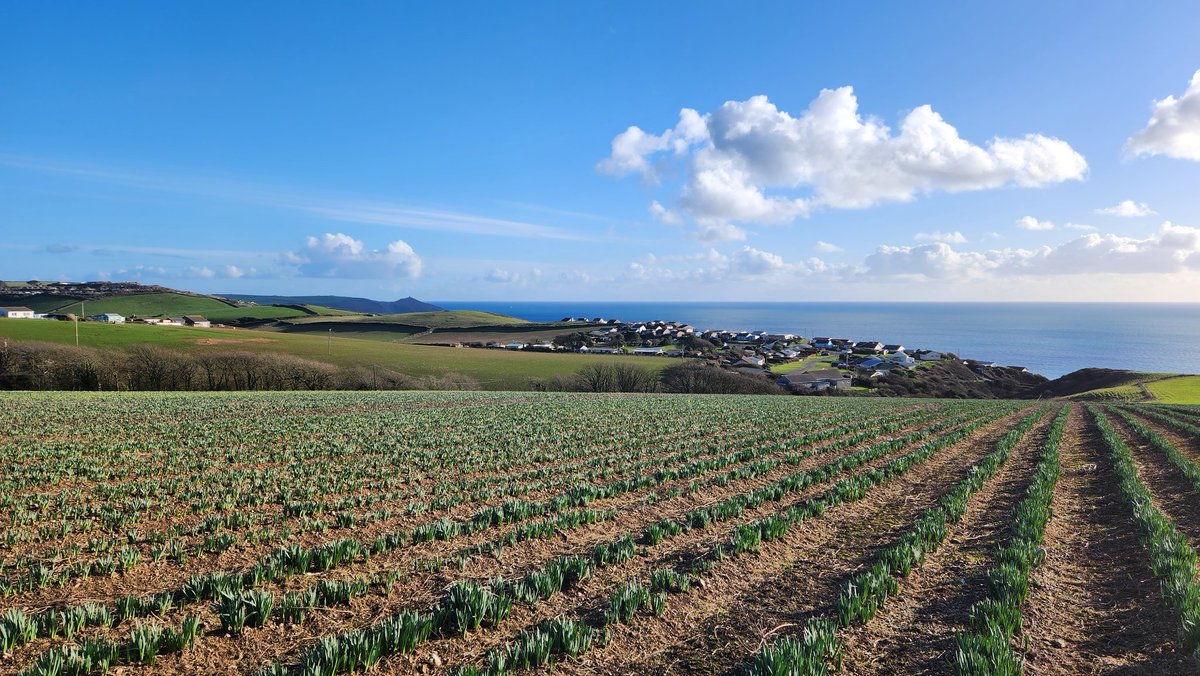 cornishfarmgal's tweet photo. Today's office view 😍 Daffodils overlooking Whitsand bay and Rame Head. #Springishere https://t.co/RQYrIUJF17