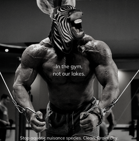 OKWildlifeDept's tweet photo. The problem isn't ripped zebras, but the zebras that are ripping up the environment. Let zebra muscles stay in the gym, but keep zebra mussels out of the lakes our native species call home. Learn more at https://t.co/ease31AxjS https://t.co/aGhvgX6yR1
