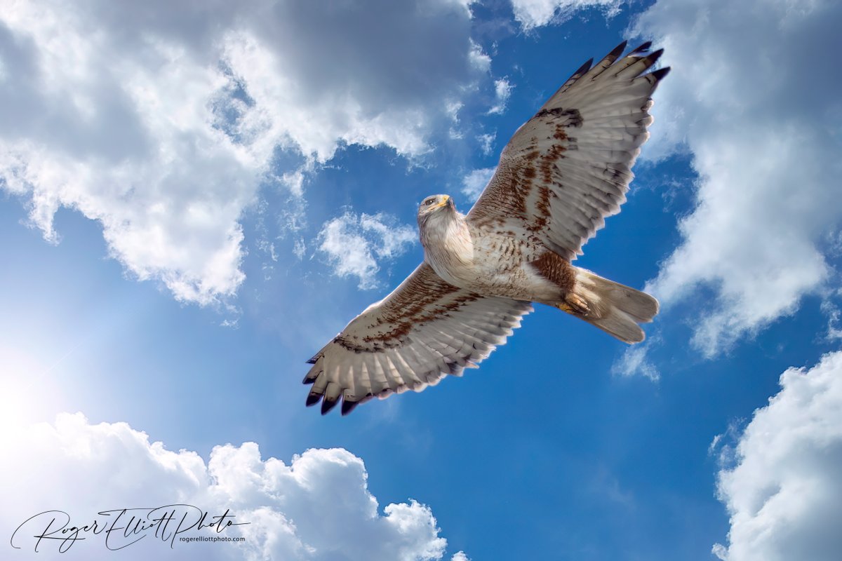 Red Shouldered #Hawk in flight

#camera⁠ #sonyalpha #sonyalpharumors #sonyalphagear #SonyPhotoGallery #sony #sonyalphauniverse #veteranowned #wildcalifornia
#birdsofprey