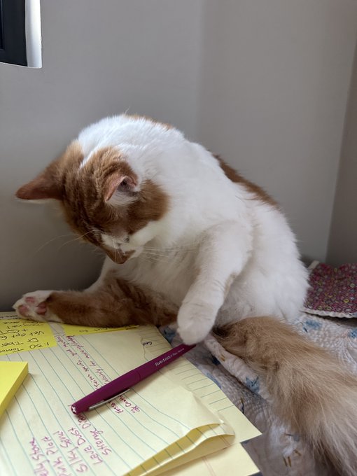 Meet my manager y&rsquo;all https://t.co/PYmy3IIFFC