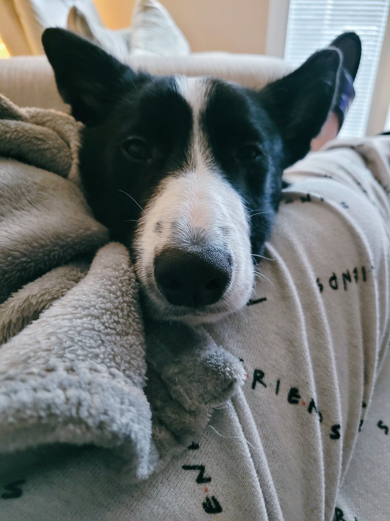 Misslucylou26's tweet photo. Just love her little face ... " Miss Mae " you're so loving 😍 .. not like my previous collie girl .. i guess their all different 🤷♀️ #soloving #loveyou #bestfriends #bordercollielove #bordercollies #dogsarelove #dogsareprecious #makesmesmile #dogsoftwitter https://t.co/7G3WqhSFnm