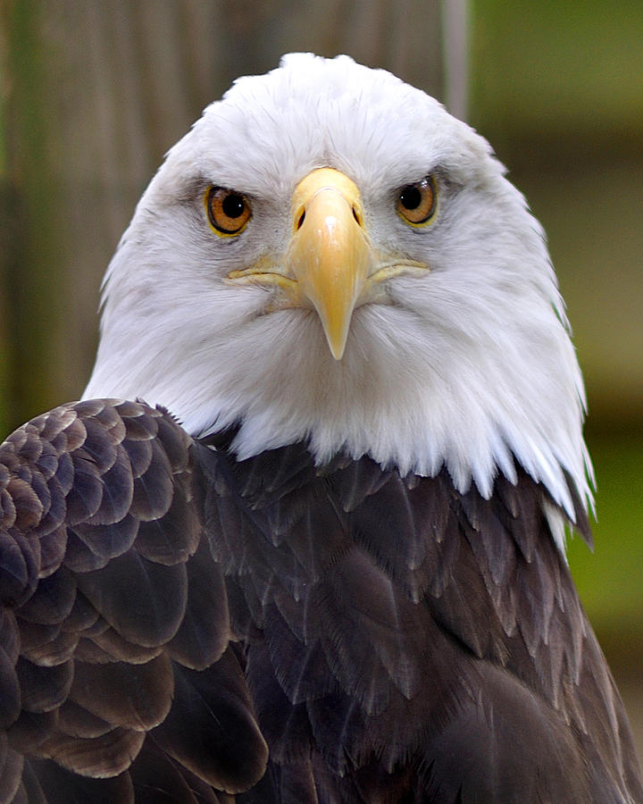 LadyHReporting's tweet image. @joebiden is not even a picture of good health so How can he be a #Representative  for the #symbol #PowerAndMight of The #AmericanEagle? 
#ladyhoodjournalreports