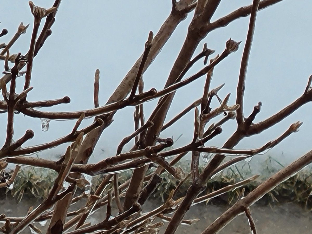fknbokes's tweet photo. Significant icing in Lyons, WI
@ryanhallyall https://t.co/tbJ2bS9n8M
