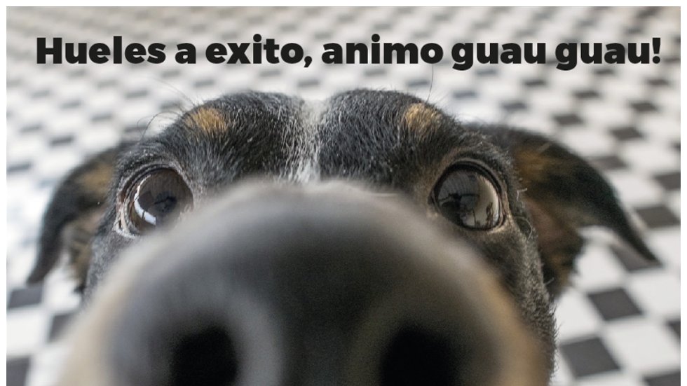 Te encontraste al perrito que puede olfatear personas exitosas✨✨✨