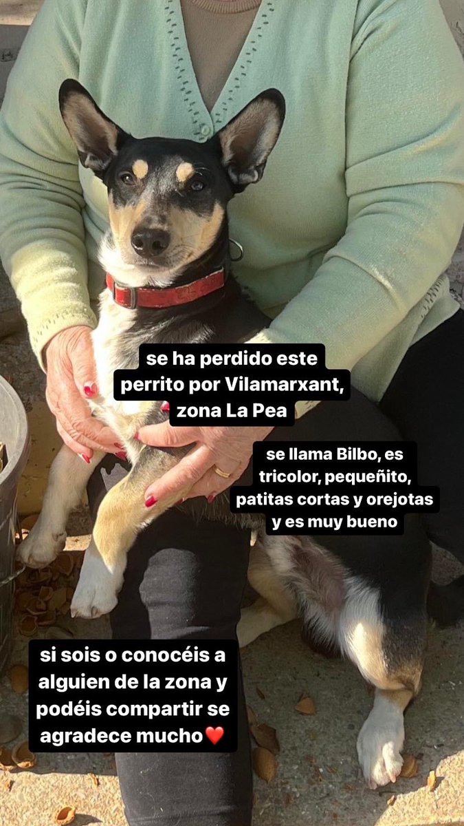 blandavo's tweet photo. hola me hacéis rt por fa? es el perrito de mi amiga sonia, tiene chip https://t.co/XaSjAfDDwC