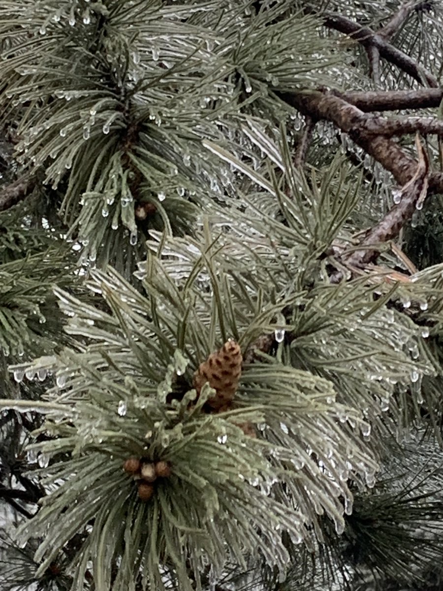 ianmcclellan's tweet photo. @ryanhallyall Rockford IL... Ice is pretty on the trees... roads seem to be okay.... currently. https://t.co/OKGAVKrscX