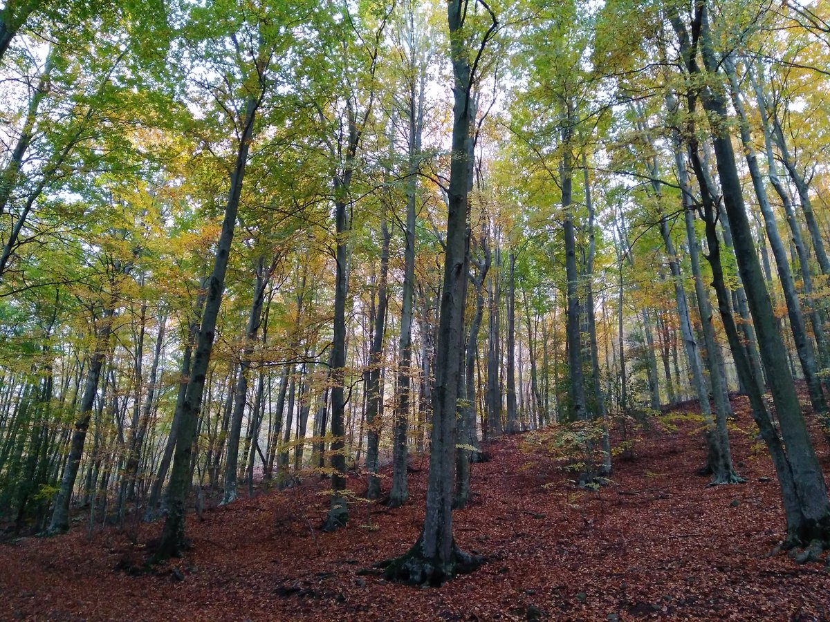 Marcos Fernández (@burriach) on Twitter photo Land carbon sinks may be at risk of destabilisation in several regions of the planet. Find out more in our <a href="/Nature/">nature</a> paper just published today: rdcu.be/c6arD Land carbon sinks may be at risk of destabilisation in several regions of the planet. Find out more in our <a href="/Nature/">nature</a> paper just published today: rdcu.be/c6arD