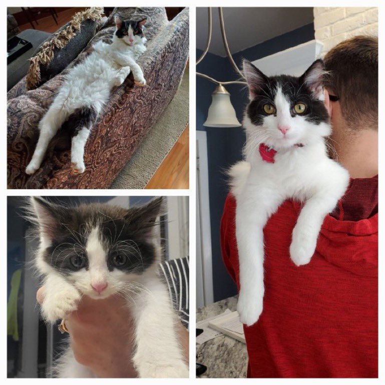 IvePetThatCat1's tweet photo. Meet AJ Hawk! He was named after @OfficialAJHawk . He was found on a rainy night, meowing loudly. He was 5 weeks old. He had lots of fleas and needed lots of baths. He became a part of the family when he bonded with the dog. Now Hawk makes sure he’s always near his family. https://t.co/Qfaa5zxRkN
