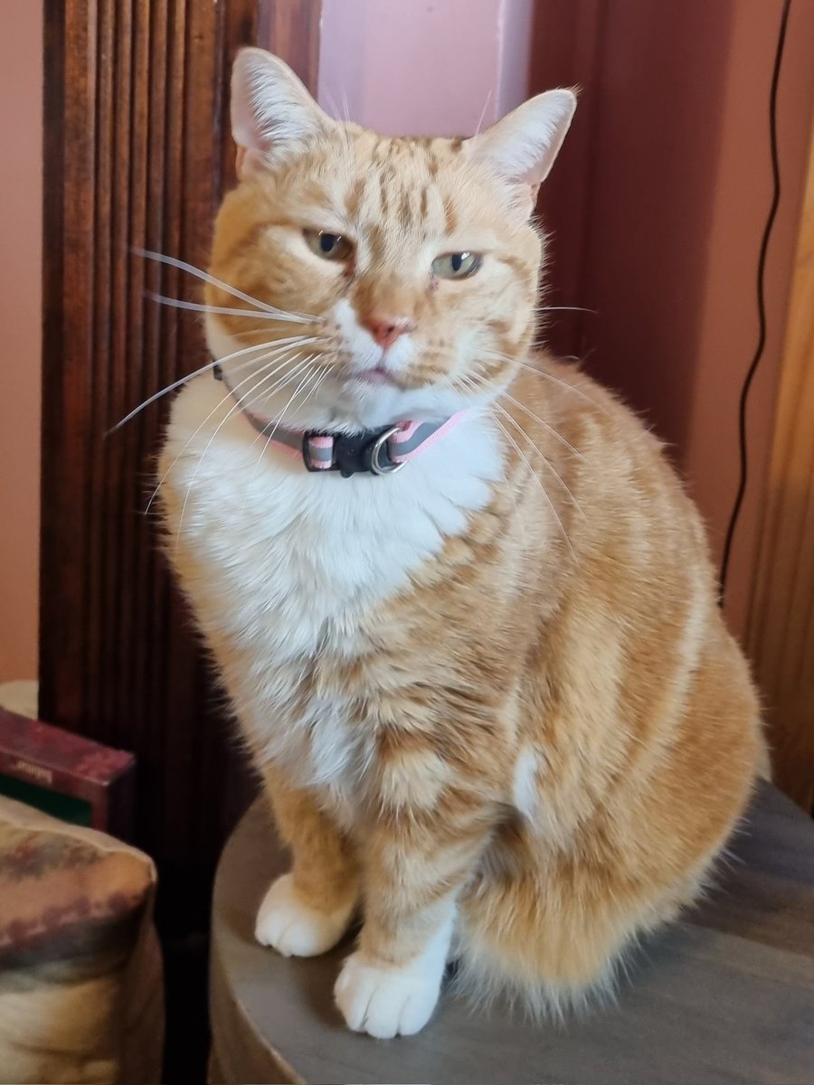 purr2011's tweet photo. @WebboxPetFood https://t.co/5cvQkNnx7e